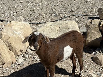 Goats