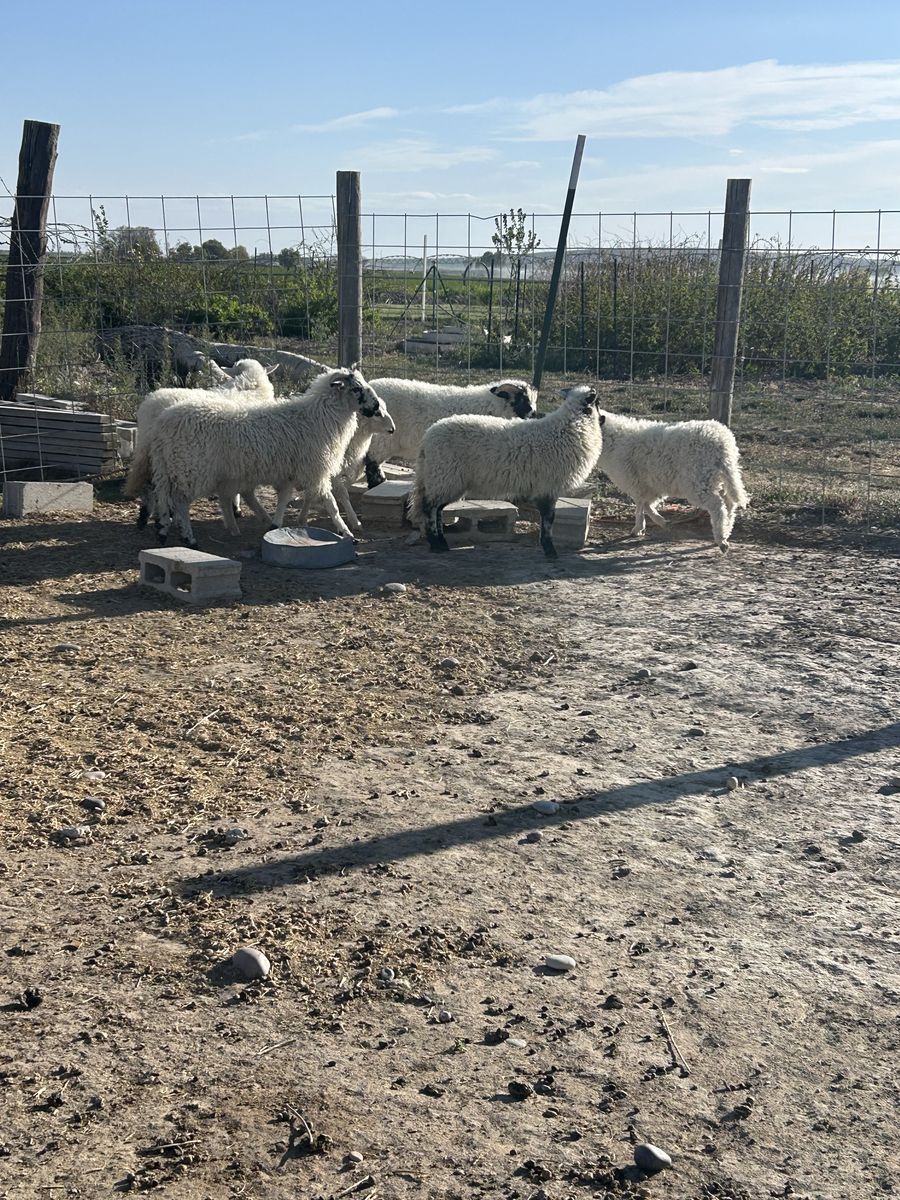 Scottish Blackface/Teeswater/Valais Sheep