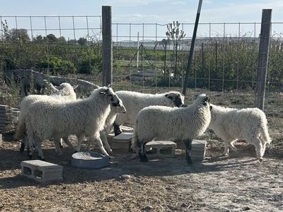 Scottish Blackface/Teeswater/Valais Sheep