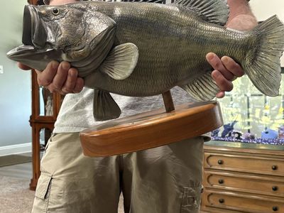 Taxidermy largemouth bass 10 pounds $200, !!