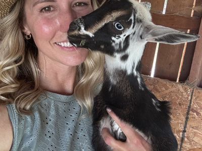 SUPER FRIENDLY Nigerian Dwarf - 9 week old neutered dehorned male