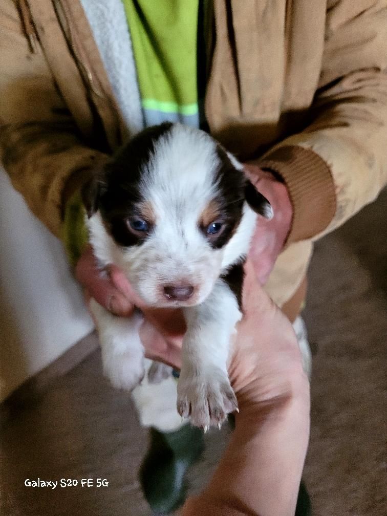 Border collie/ Aussie x red queens land hearler