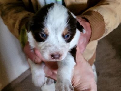 Border collie/ Aussie x red queens land hearler