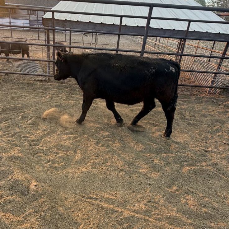 Black Angus Steer