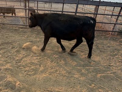 Black Angus Steer
