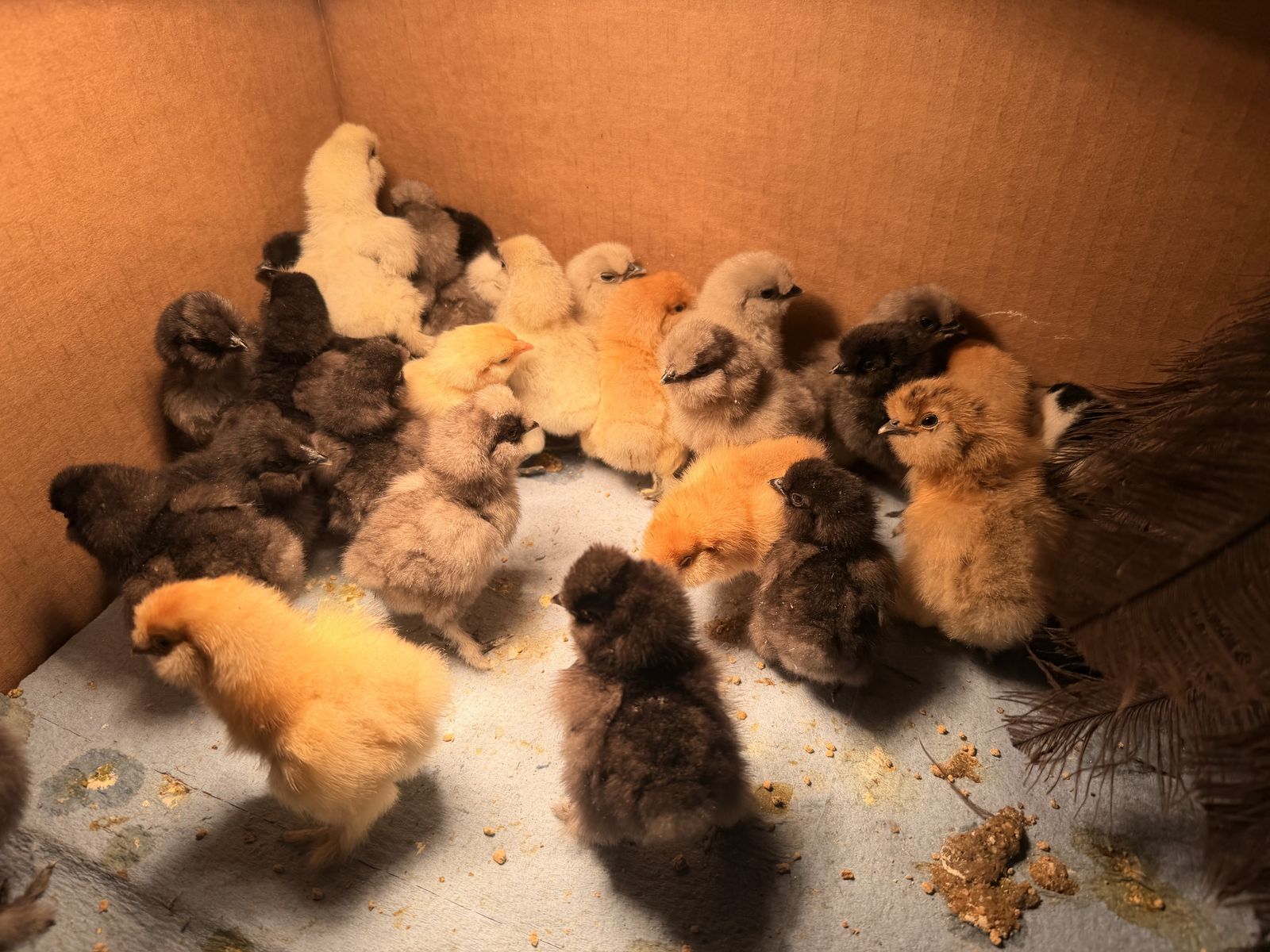 Silkie Chicks