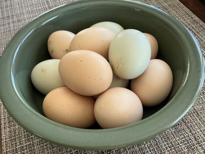 Fresh Eggs