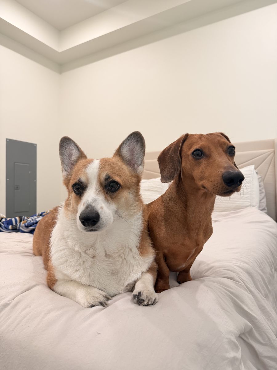 Cute pup besties!