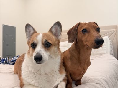 Cute pup besties!