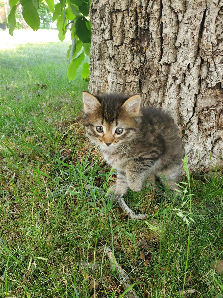 Kittens For Sale