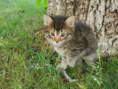 Kittens For Sale