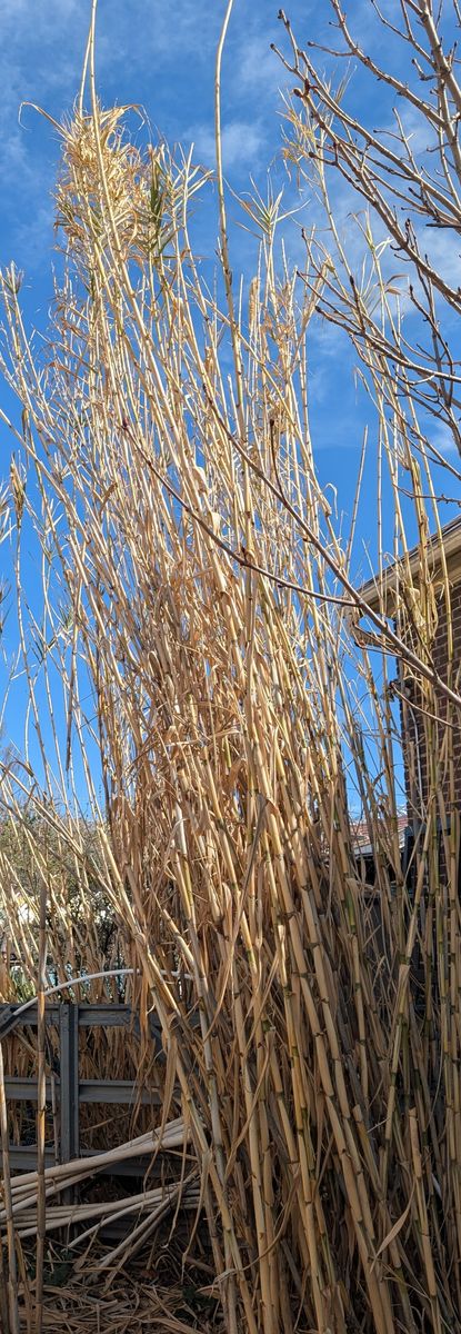 Bamboo Bare Roots (Rhizomes)     FREE