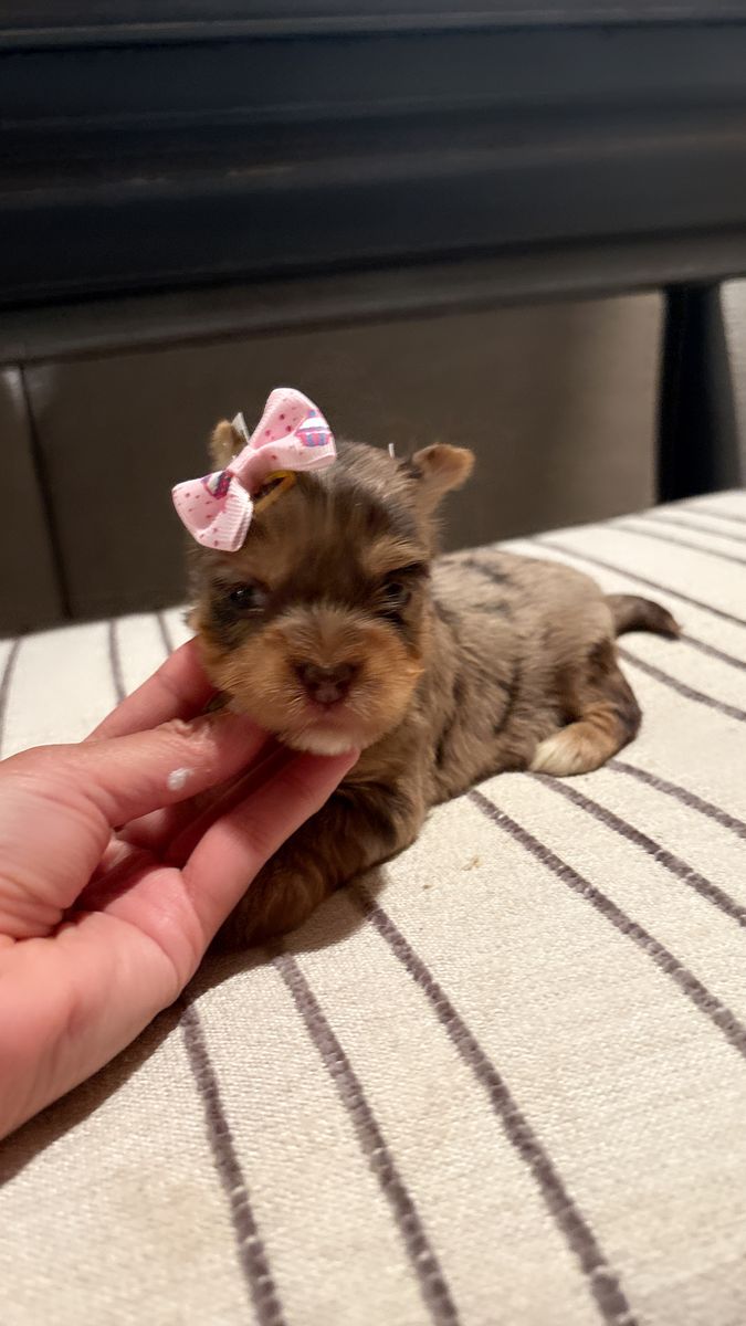 Teacup Yorkie girls puppy