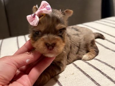 Teacup Yorkie girls puppy