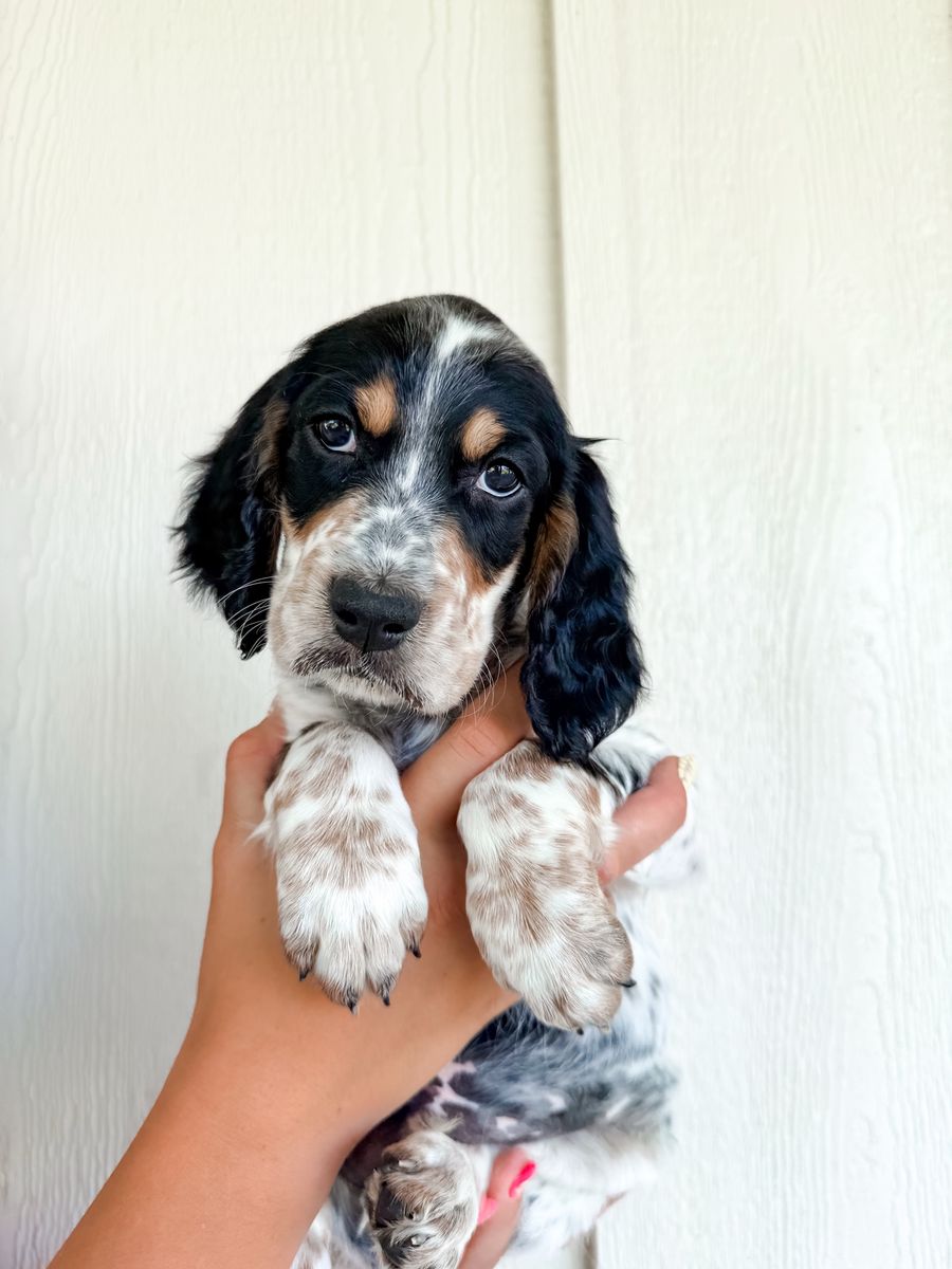 ️Llewellin Setter Puppies️- Well bred & Papered