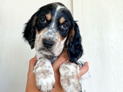️Llewellin Setter Puppies️- Well bred & Papered