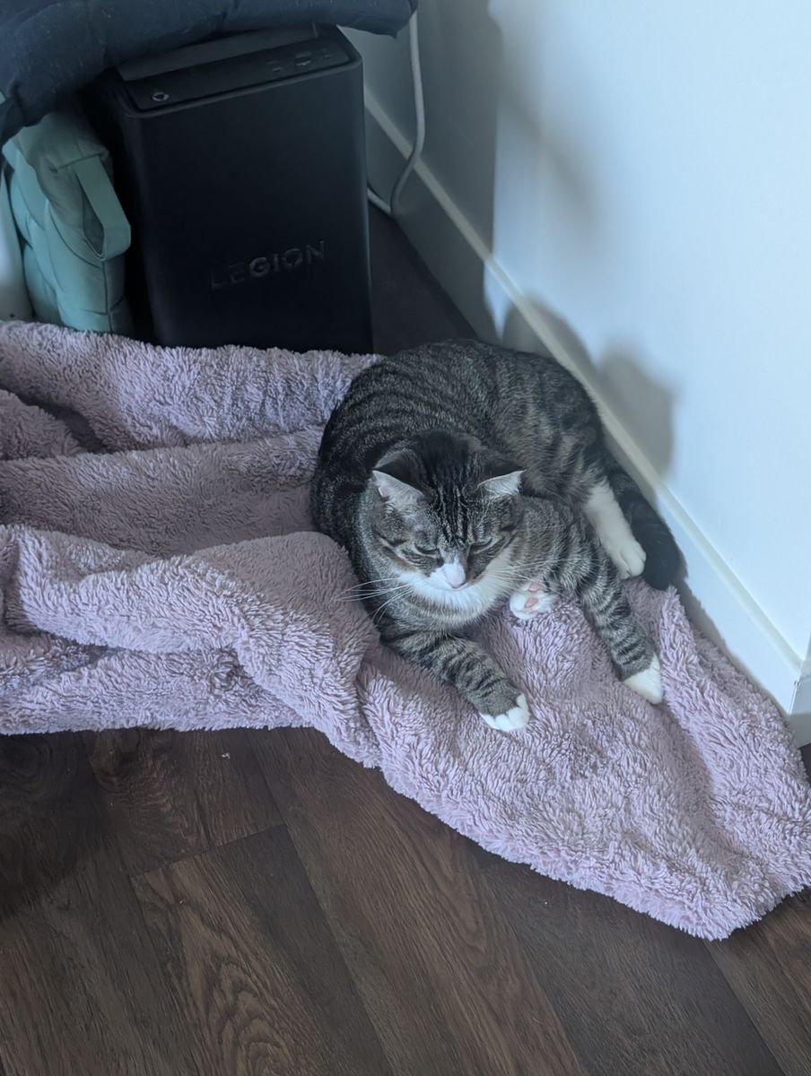 Cat for sale