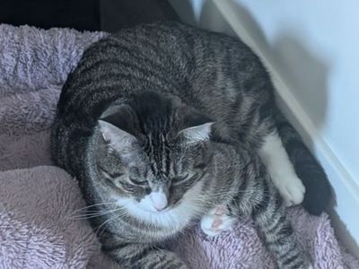 Cat for sale