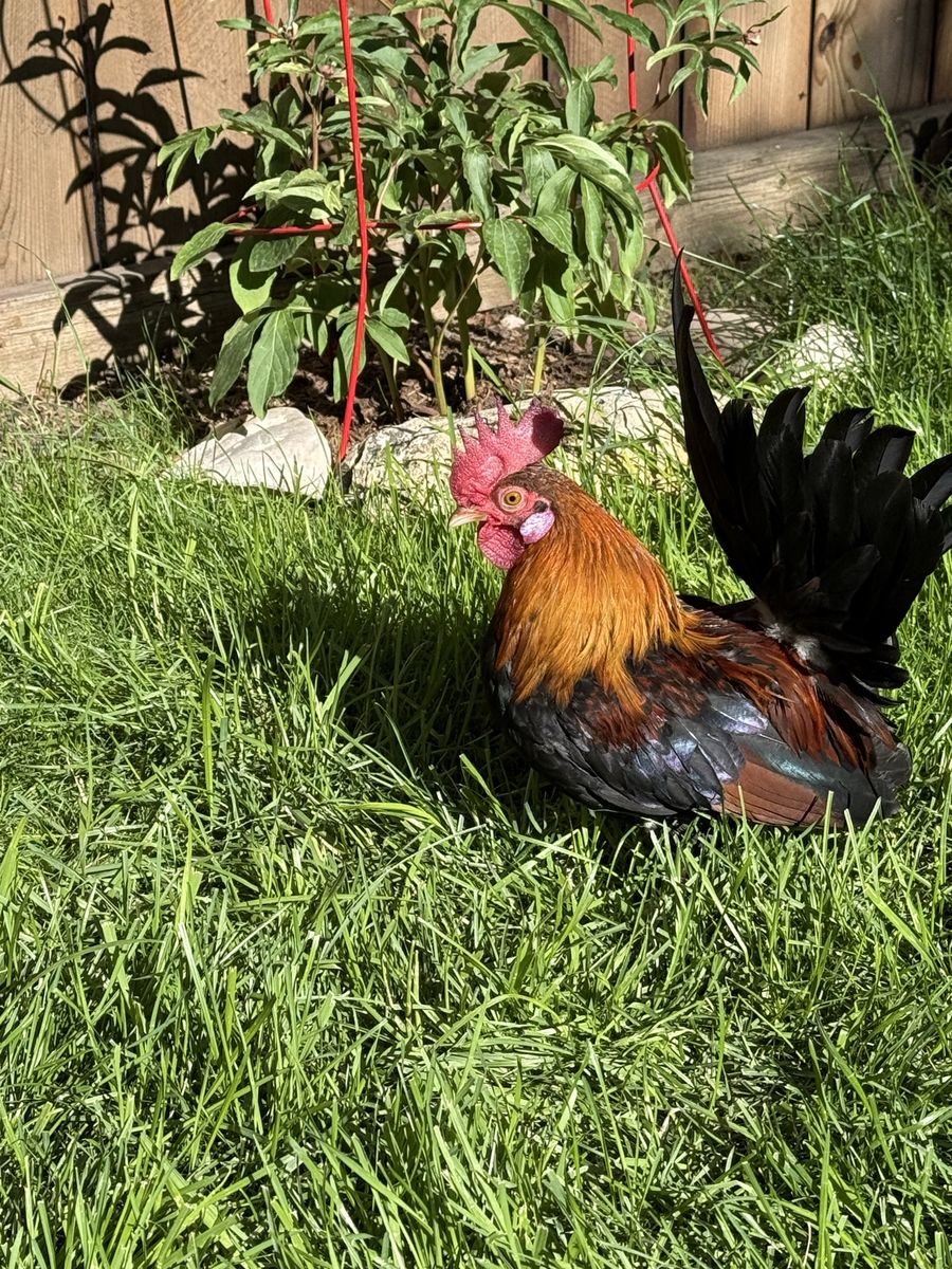 Gallos azteca con piquete de fenix