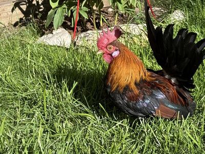 Gallos azteca con piquete de fenix