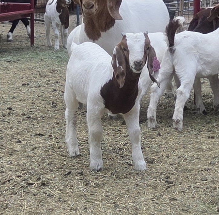 Boer Bucks available