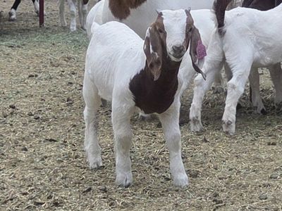 Boer Bucks available