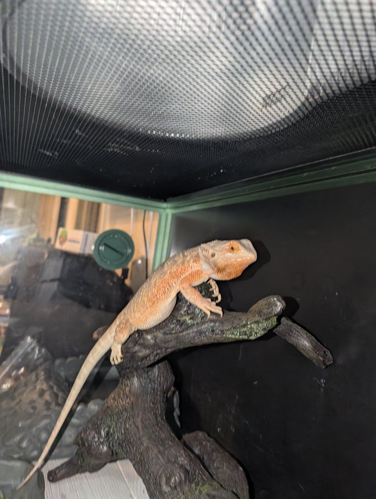 female bearded dragon 9 months old
