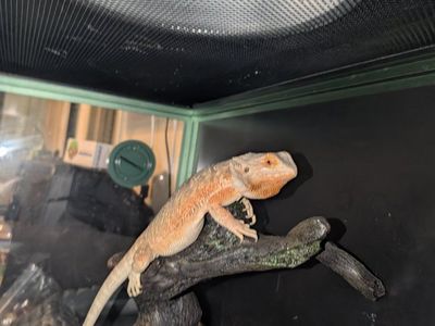 female bearded dragon 9 months old