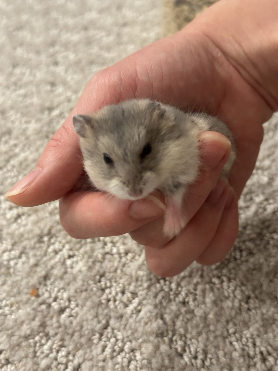 Dwarf hamsters 