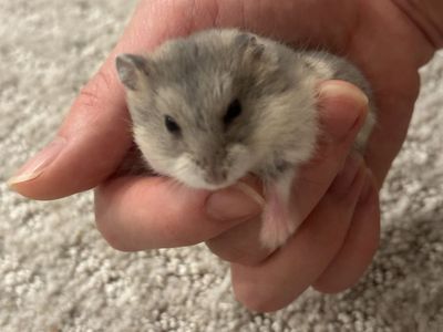 Dwarf hamsters