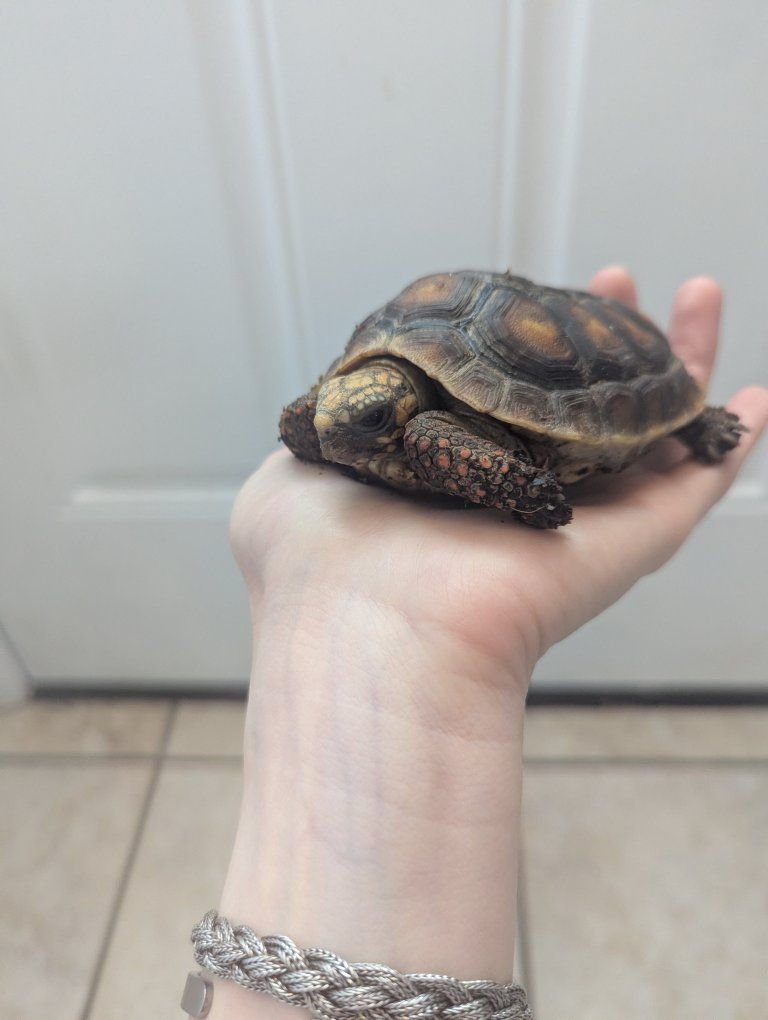Friendly Baby Redfoot Tortoise