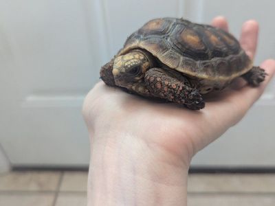 Friendly Baby Redfoot Tortoise