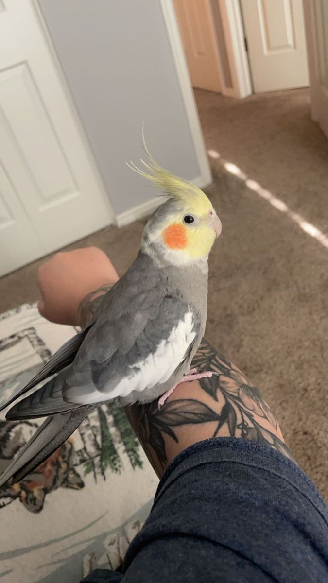 Cockatiel and cage