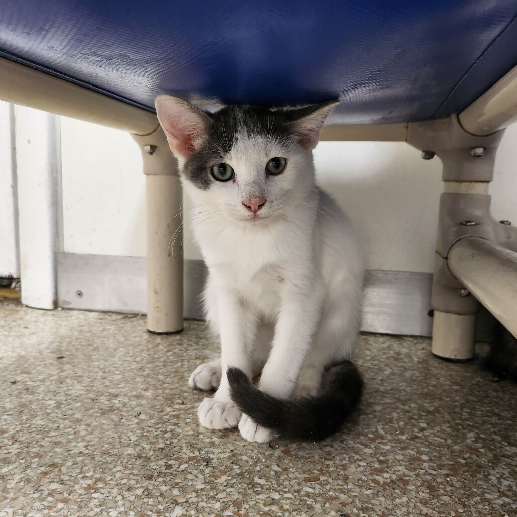 Hello my name is Boom