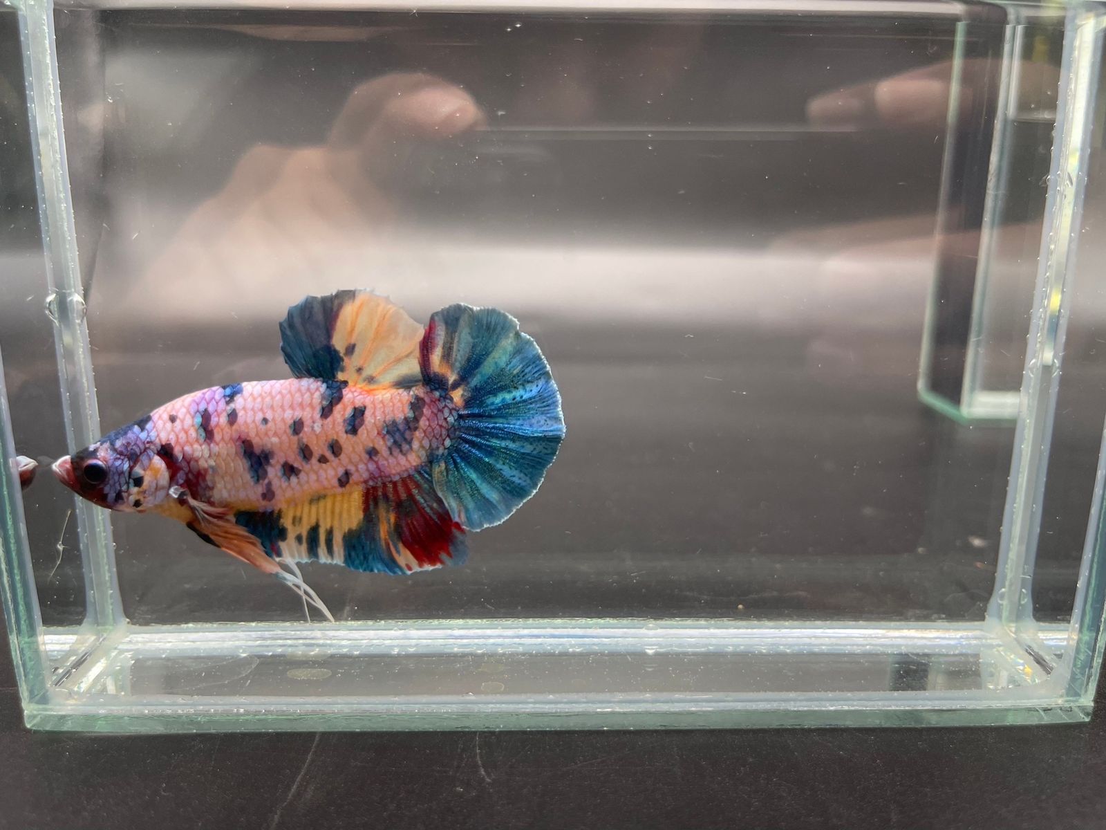King/Giant Koi Betta (Plakat)