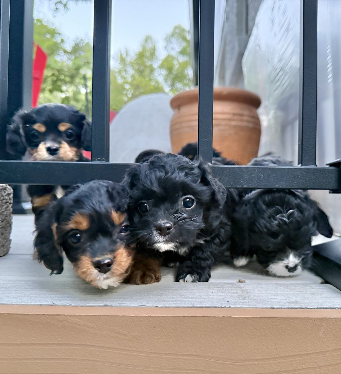 Micro Cavapoo Puppies for Sale