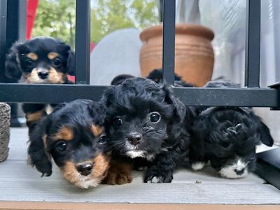 Micro Cavapoo Puppies for Sale