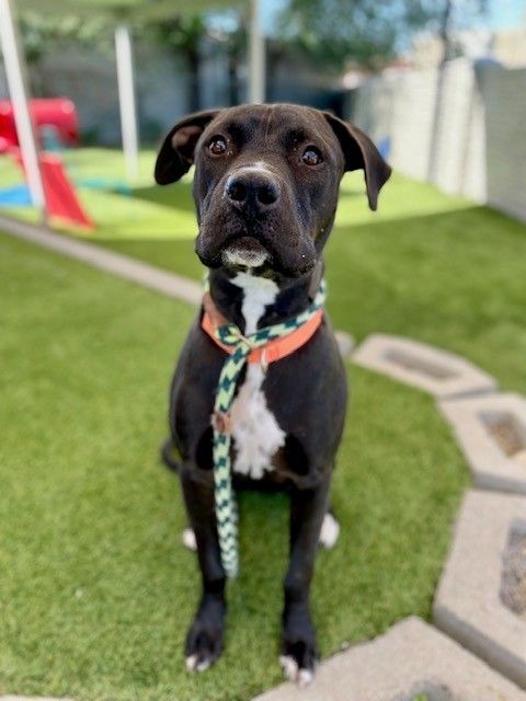 A162140 Strider is Available for Adoption!