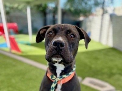 A162140 Strider is Available for Adoption!