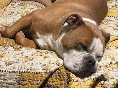 Rehoming Olde English bulldog