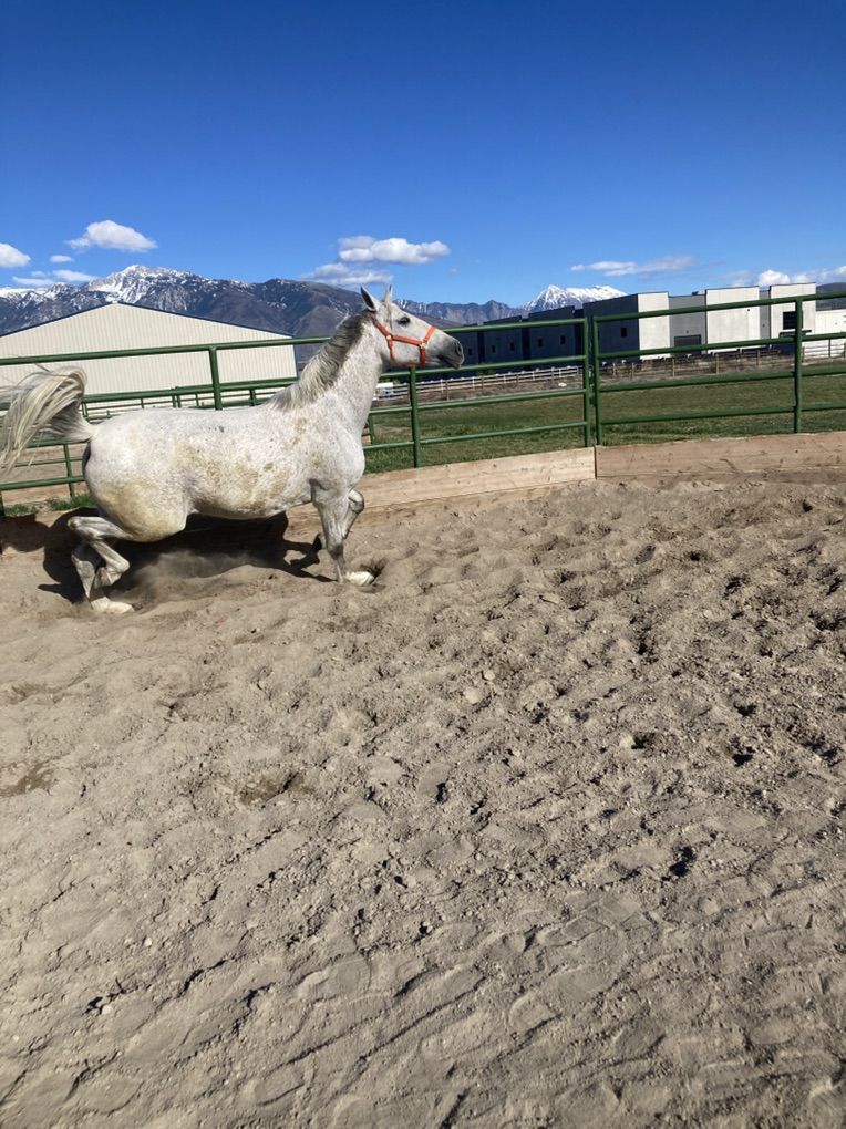 Andalusian Mare/ Pura Raza Espanola