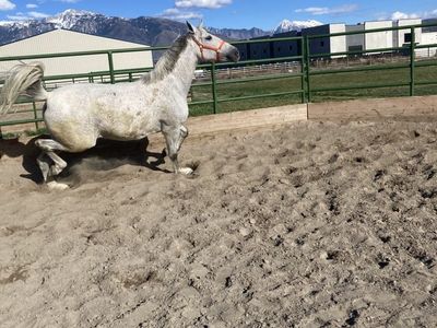 Andalusian Mare/ Pura Raza Espanola