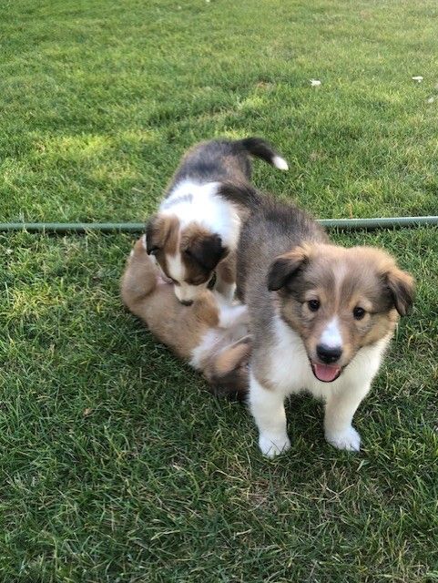 Shetland Sheepdog / Sheltie Puppies