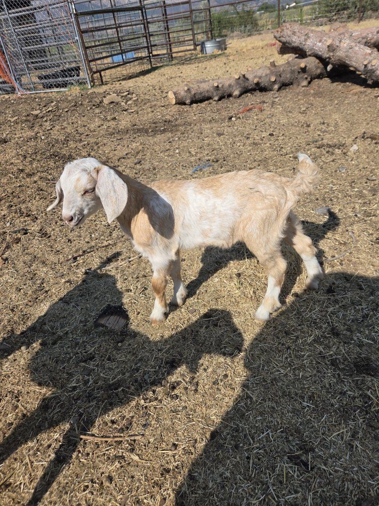 Friendly Baby Goat - Cream and White, Ready for a New Home