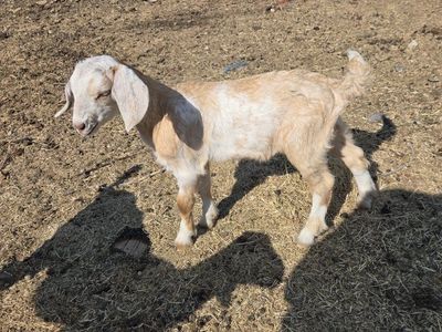 Friendly Baby Goat - Cream and White, Ready for a New Home