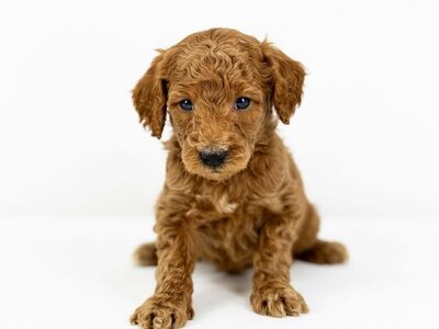 Mini Goldendoodle Puppies
