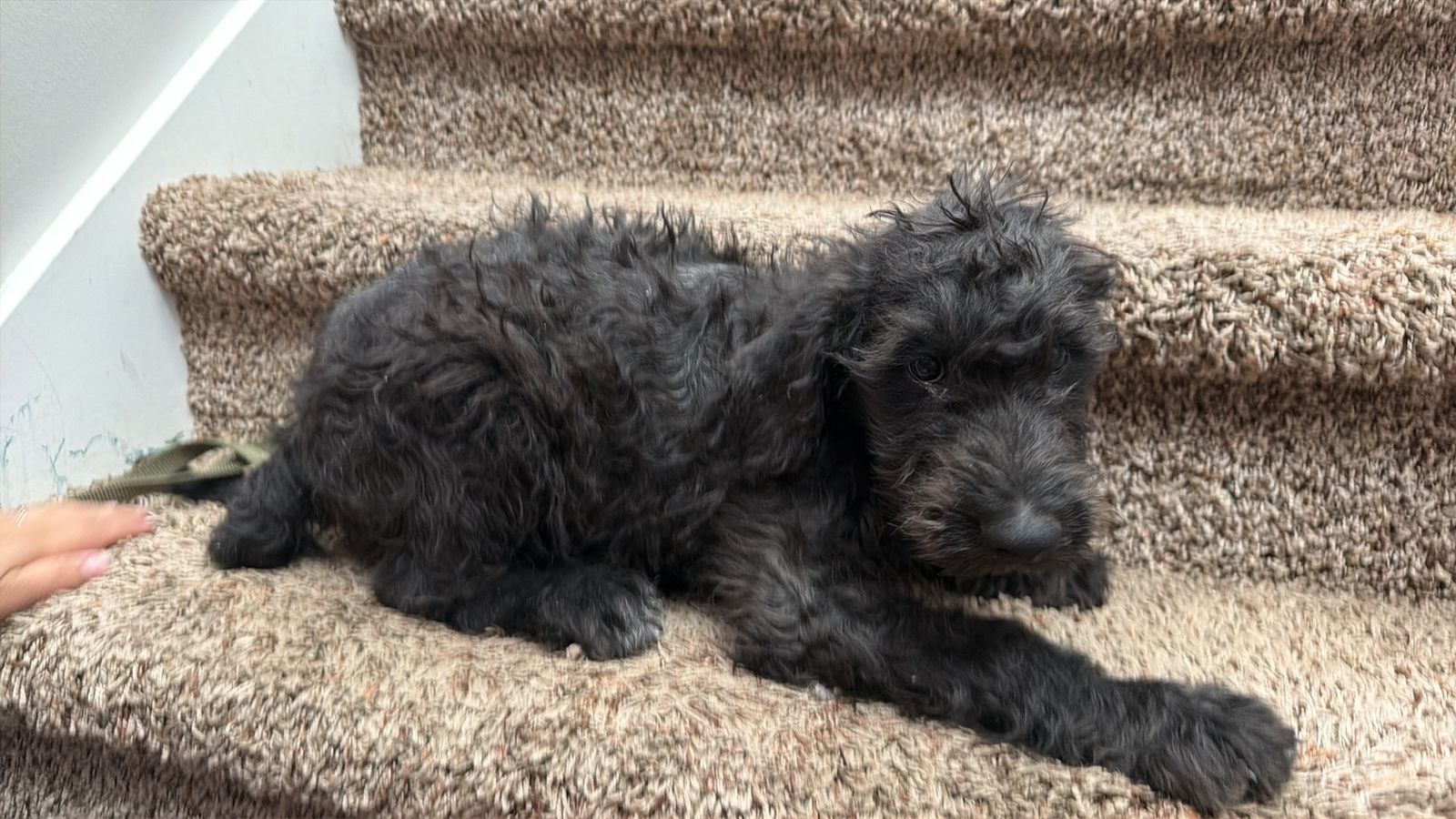 Doodle mix puppy w/ 1st shots