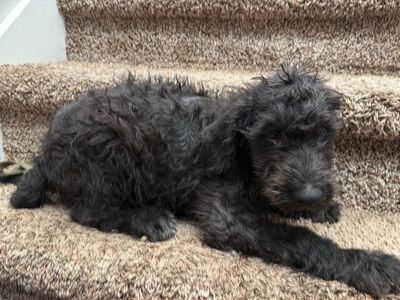 Doodle mix puppy w/ 1st shots