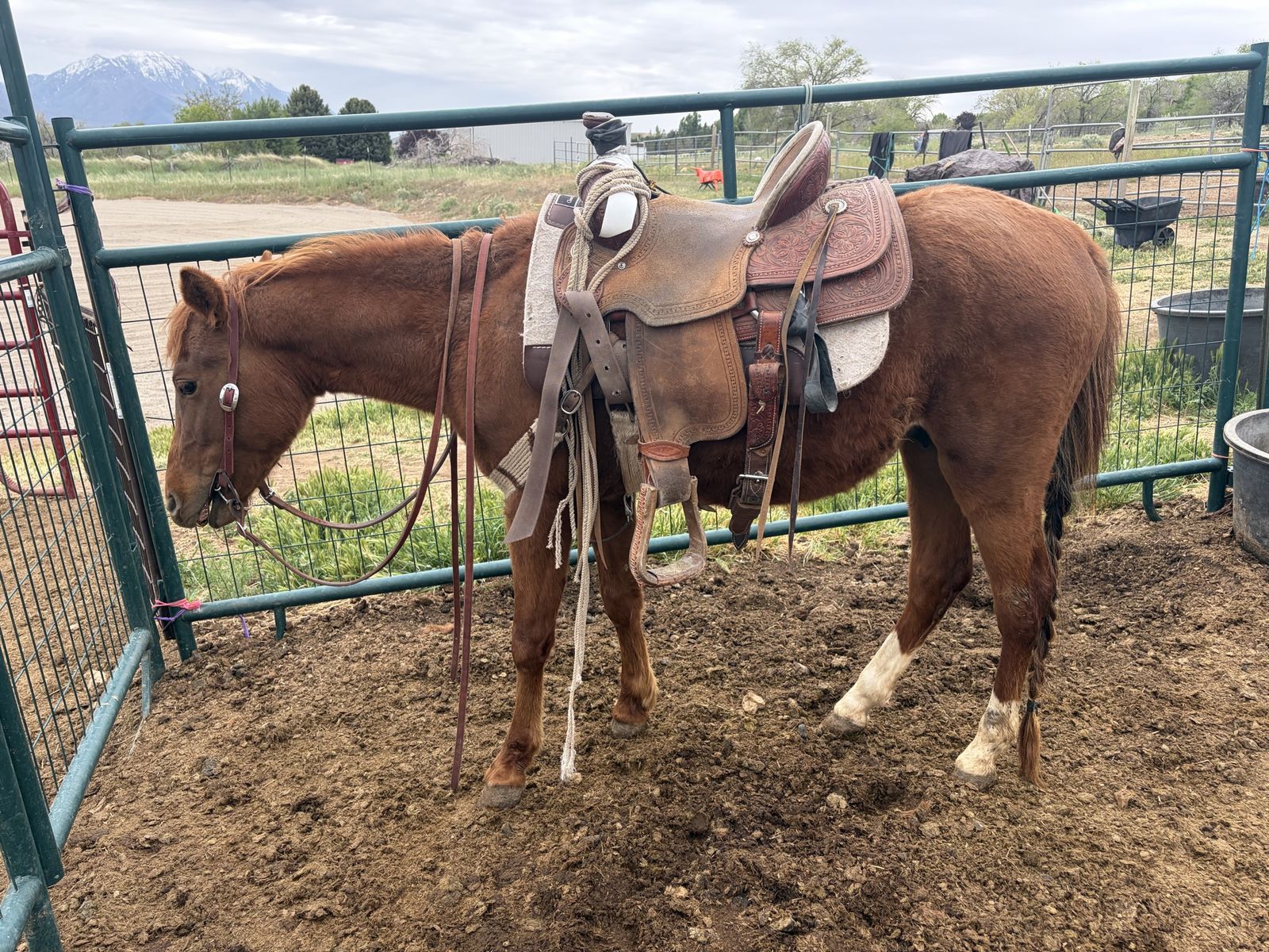 Really really nice magnetic cat quarter pony stud