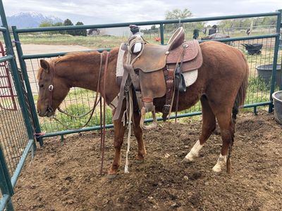 Really really nice magnetic cat quarter pony stud